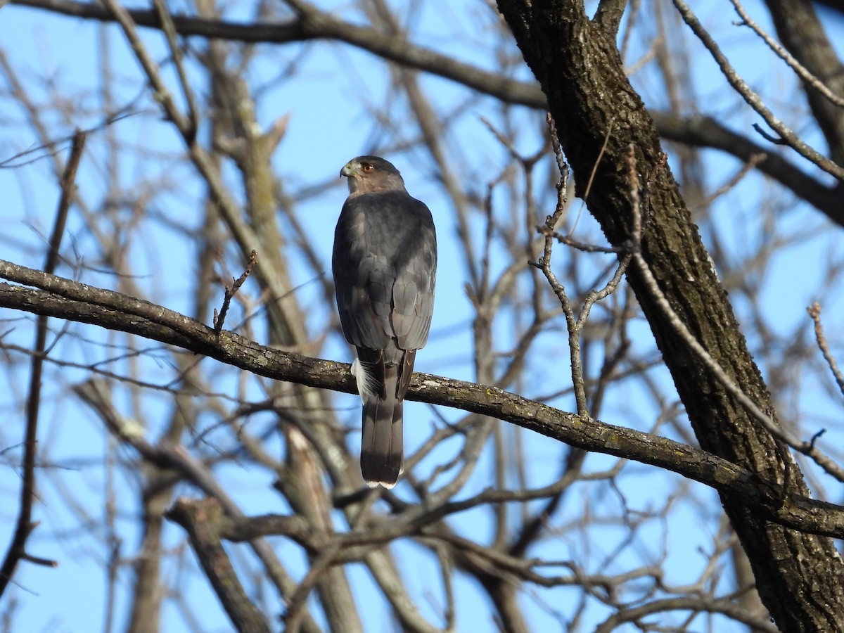 Cooper's Hawk - ML647131586
