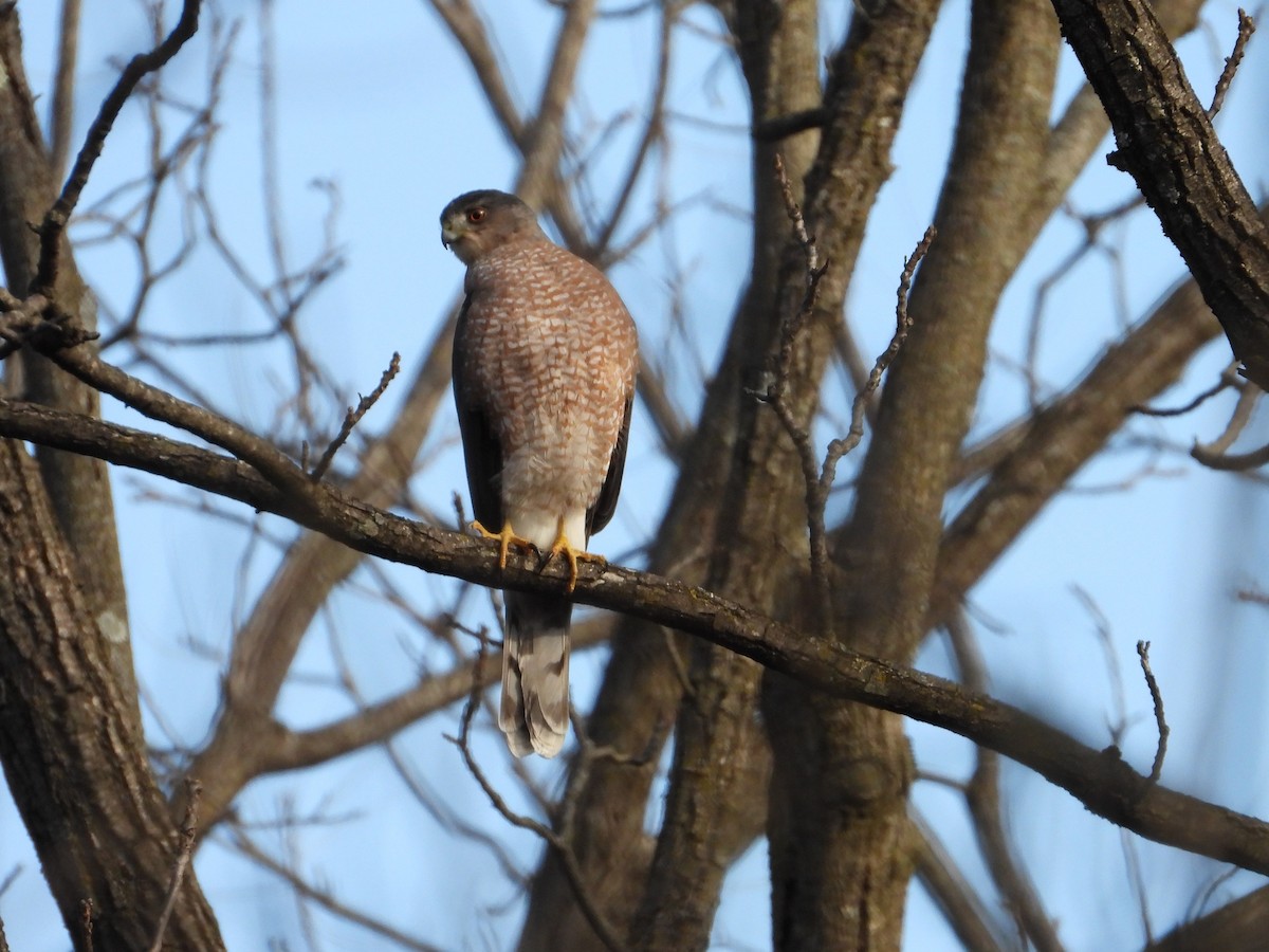 Cooper's Hawk - ML647131587