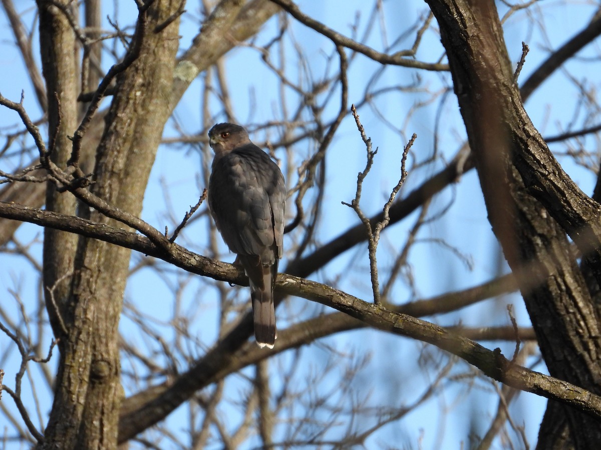 Cooper's Hawk - ML647131588