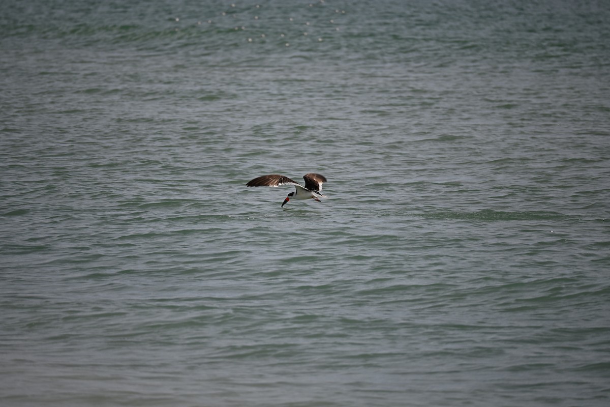 Black Skimmer - ML647131594