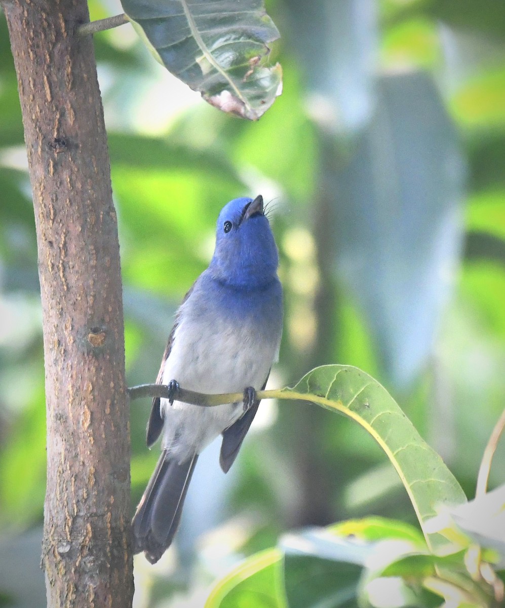 Black-naped Monarch - ML647131604