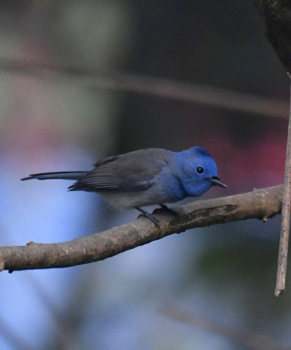 Black-naped Monarch - ML647131605