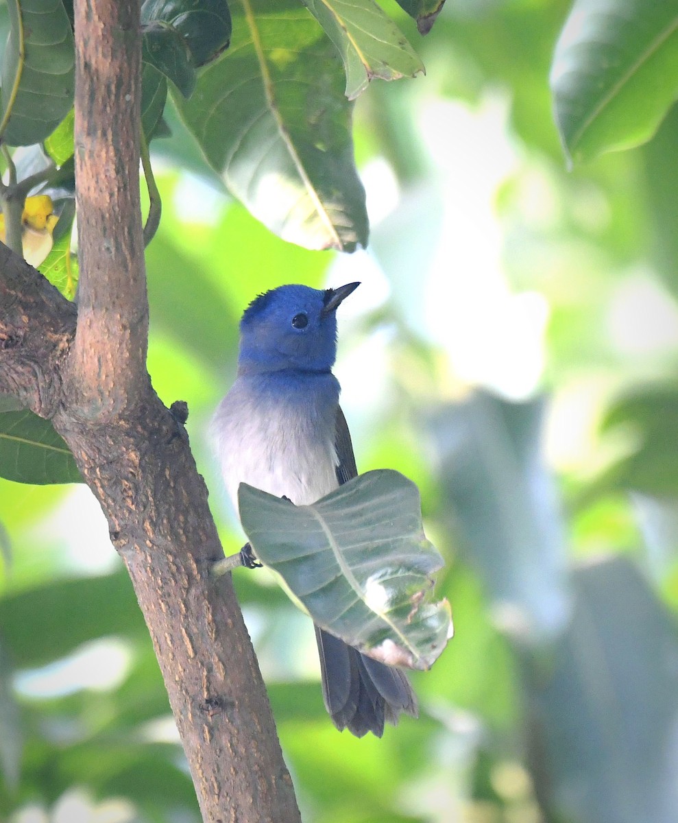 Black-naped Monarch - ML647131606