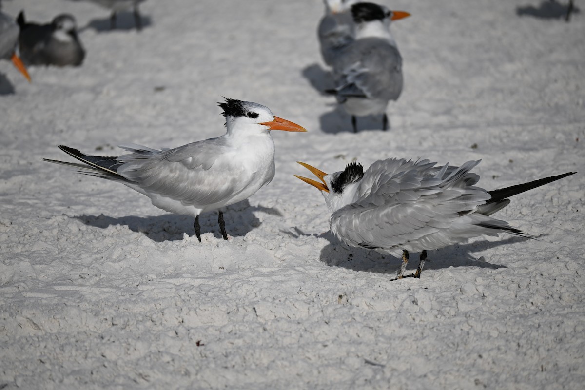 Royal Tern - ML647131614