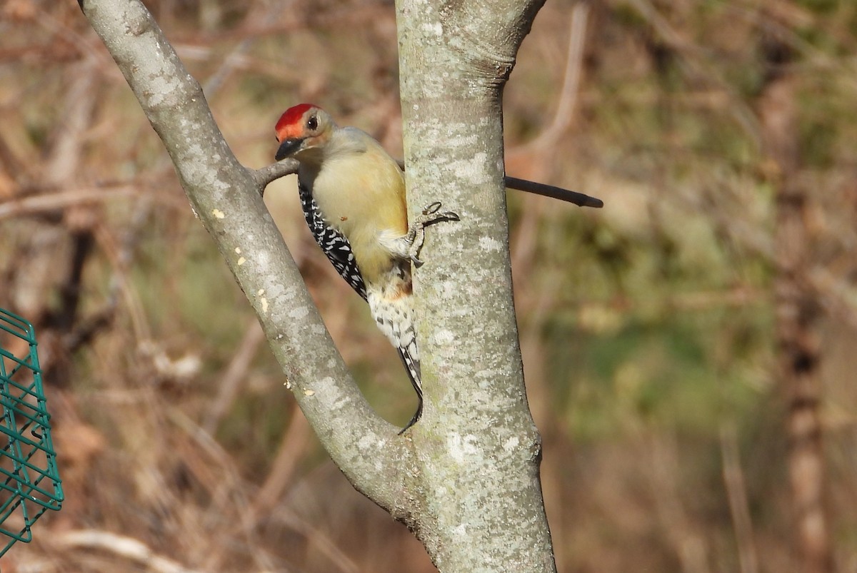 Red-bellied Woodpecker - ML647131616