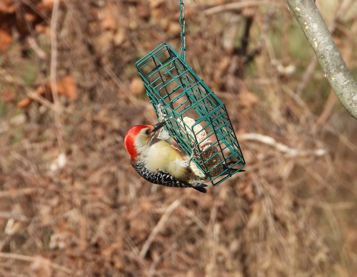 Red-bellied Woodpecker - ML647131617