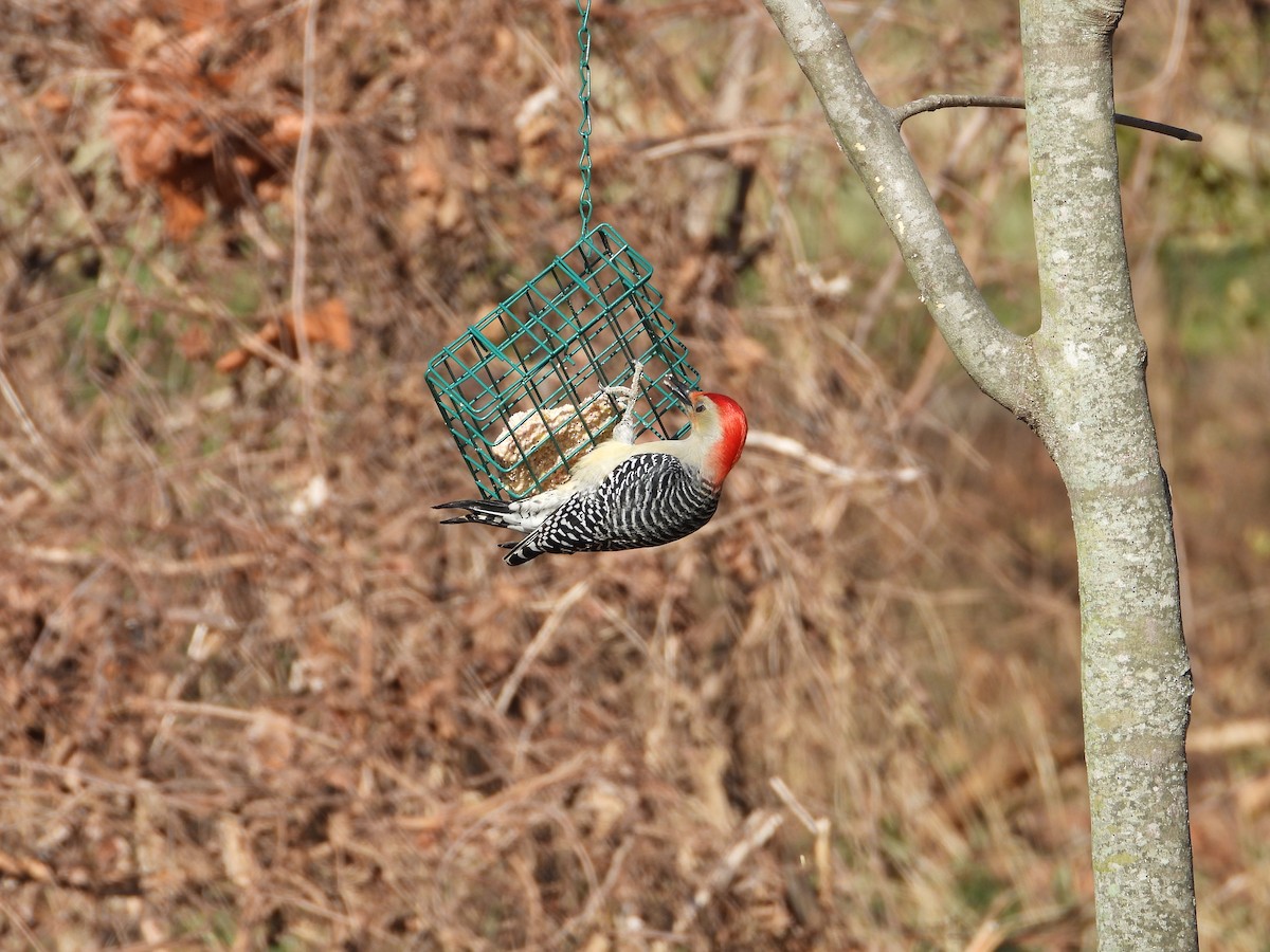 Red-bellied Woodpecker - ML647131618