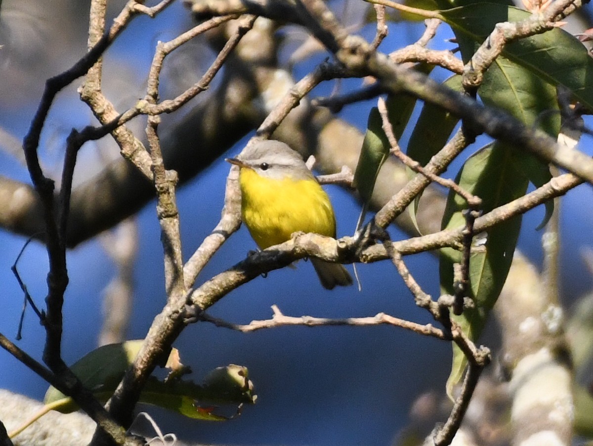 Gray-hooded Warbler - ML647131621