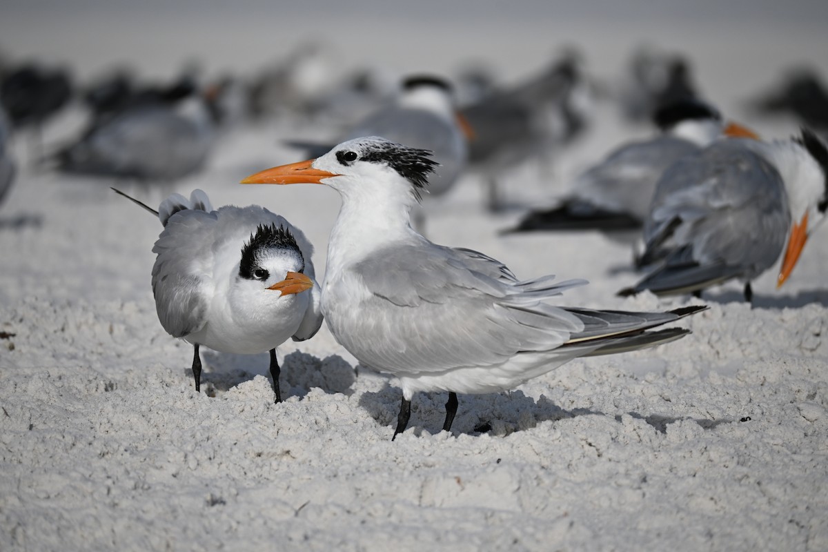 Royal Tern - ML647131623