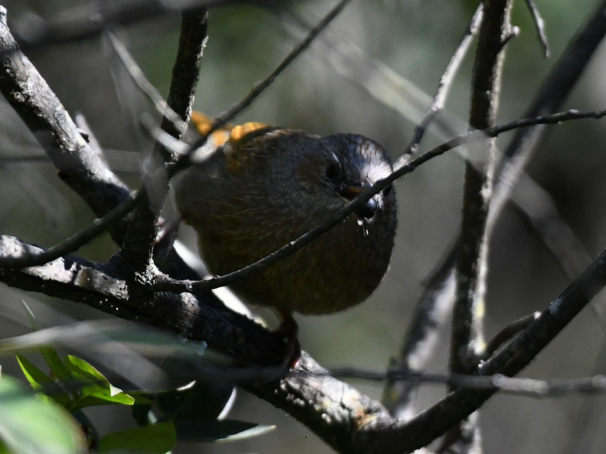 Streaked Laughingthrush - ML647131628