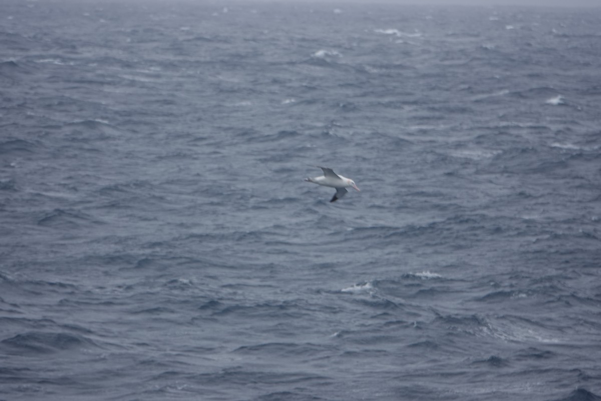 Snowy Albatross - ML647131637