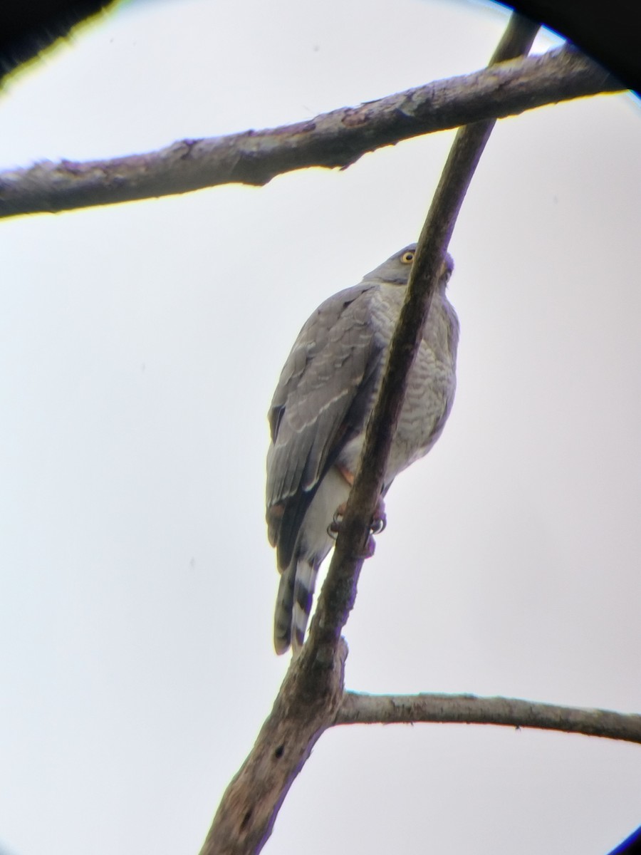 Roadside Hawk - ML647131644