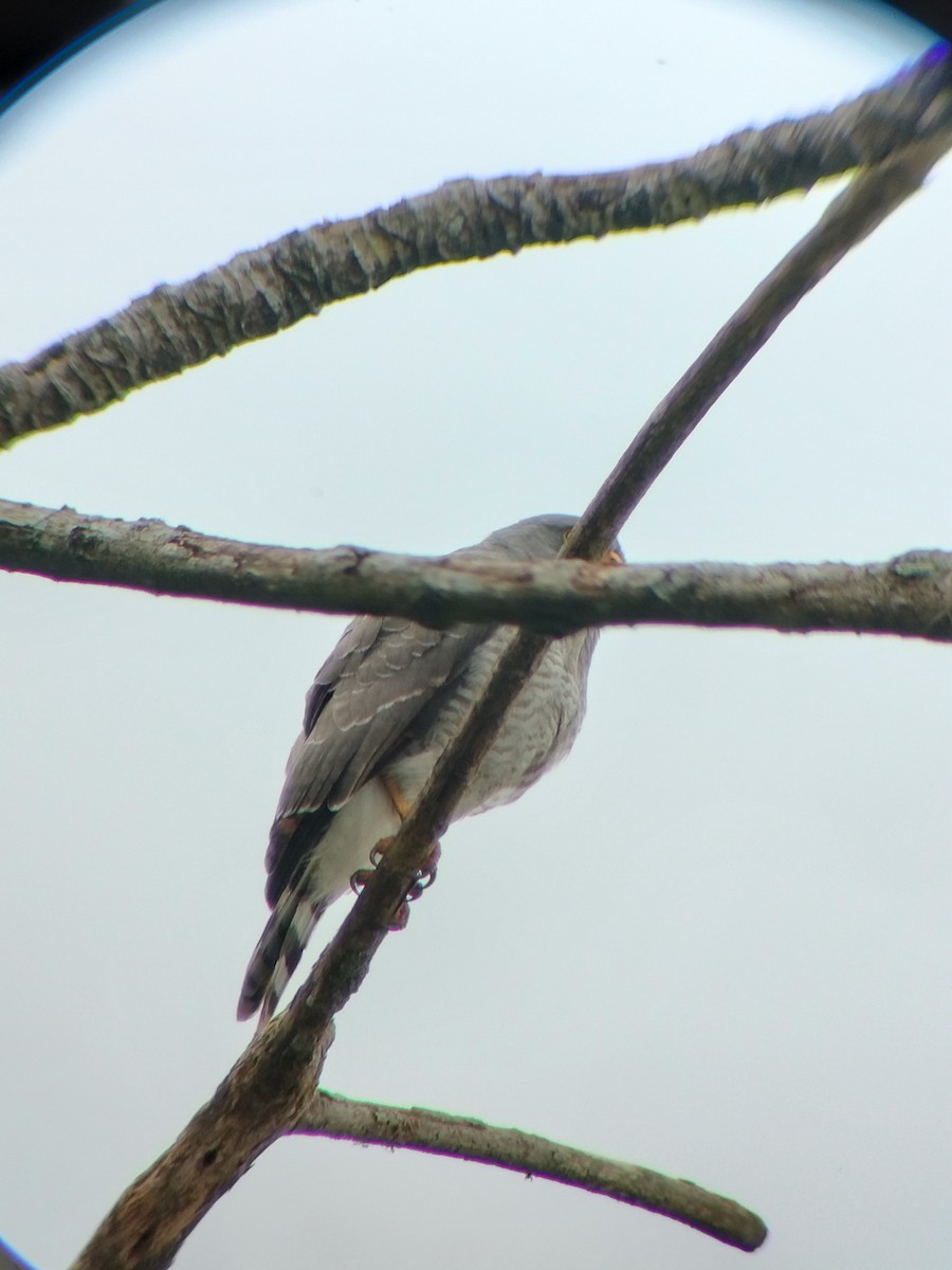 Roadside Hawk - ML647131646