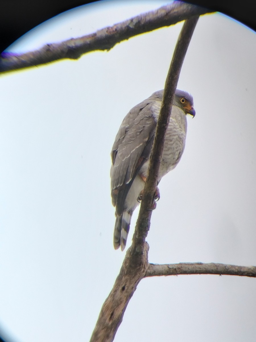 Roadside Hawk - ML647131647