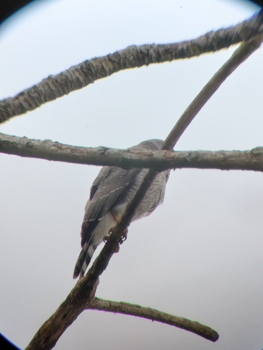 Roadside Hawk - ML647131648