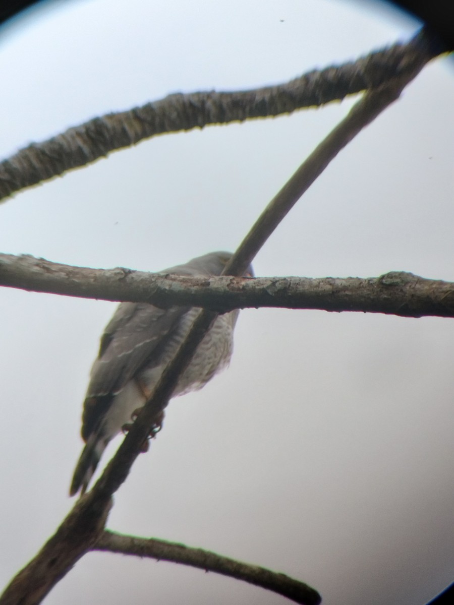 Roadside Hawk - ML647131650