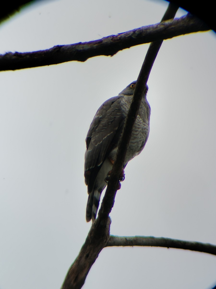 Roadside Hawk - ML647131651