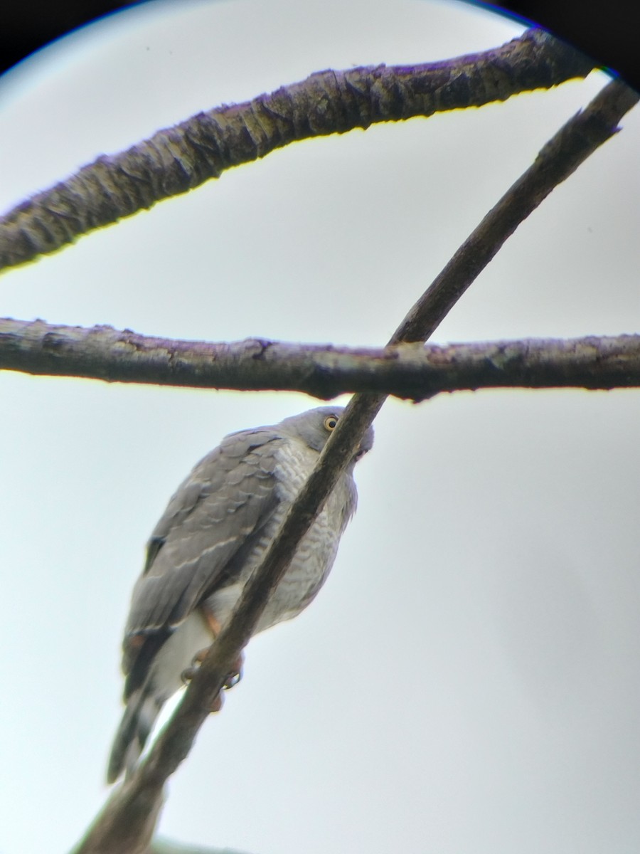 Roadside Hawk - ML647131652