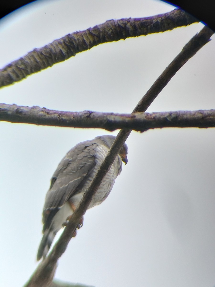 Roadside Hawk - ML647131653