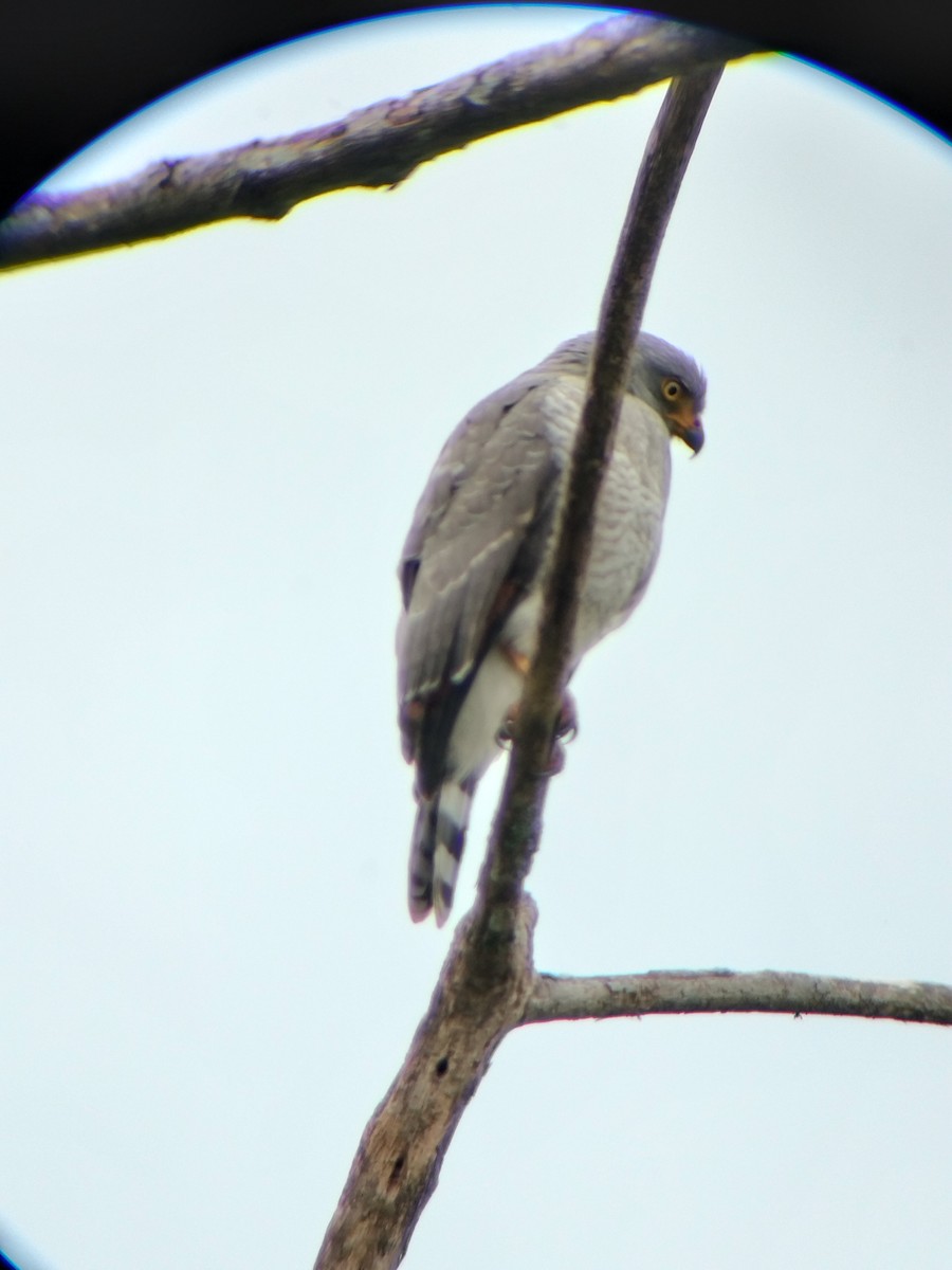 Roadside Hawk - ML647131654