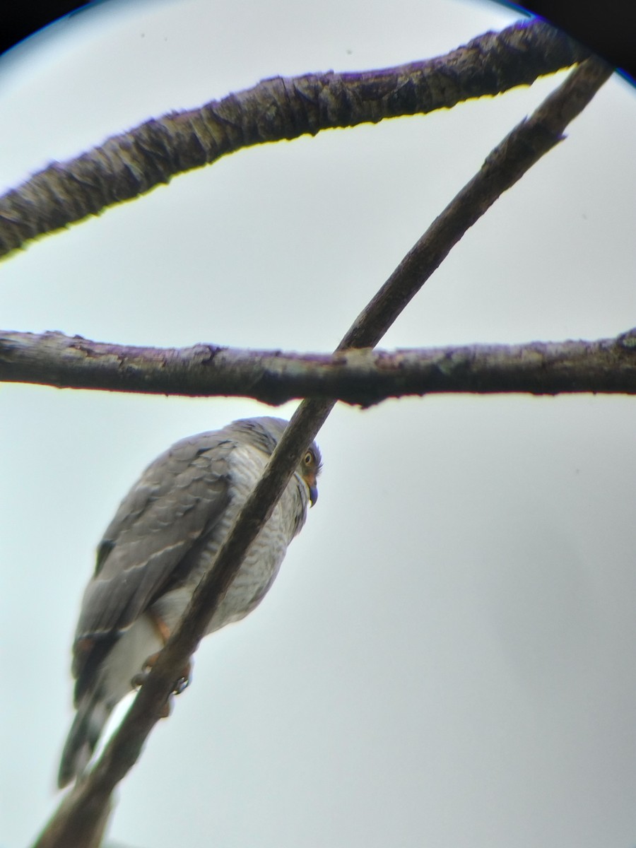 Roadside Hawk - ML647131655