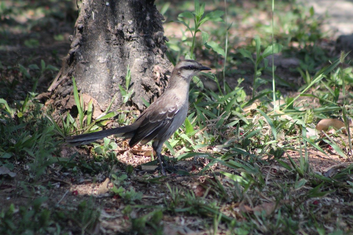 Chalk-browed Mockingbird - ML647131658