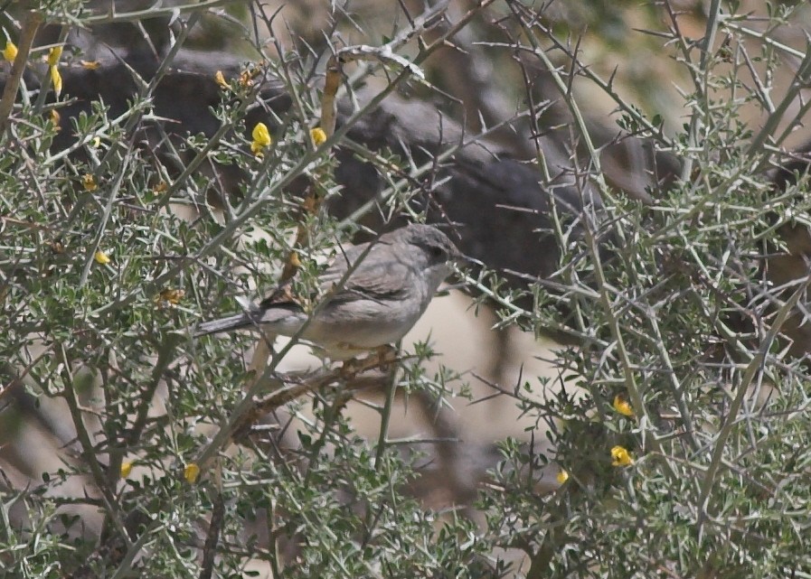 Fauvette orphéane - ML647131659