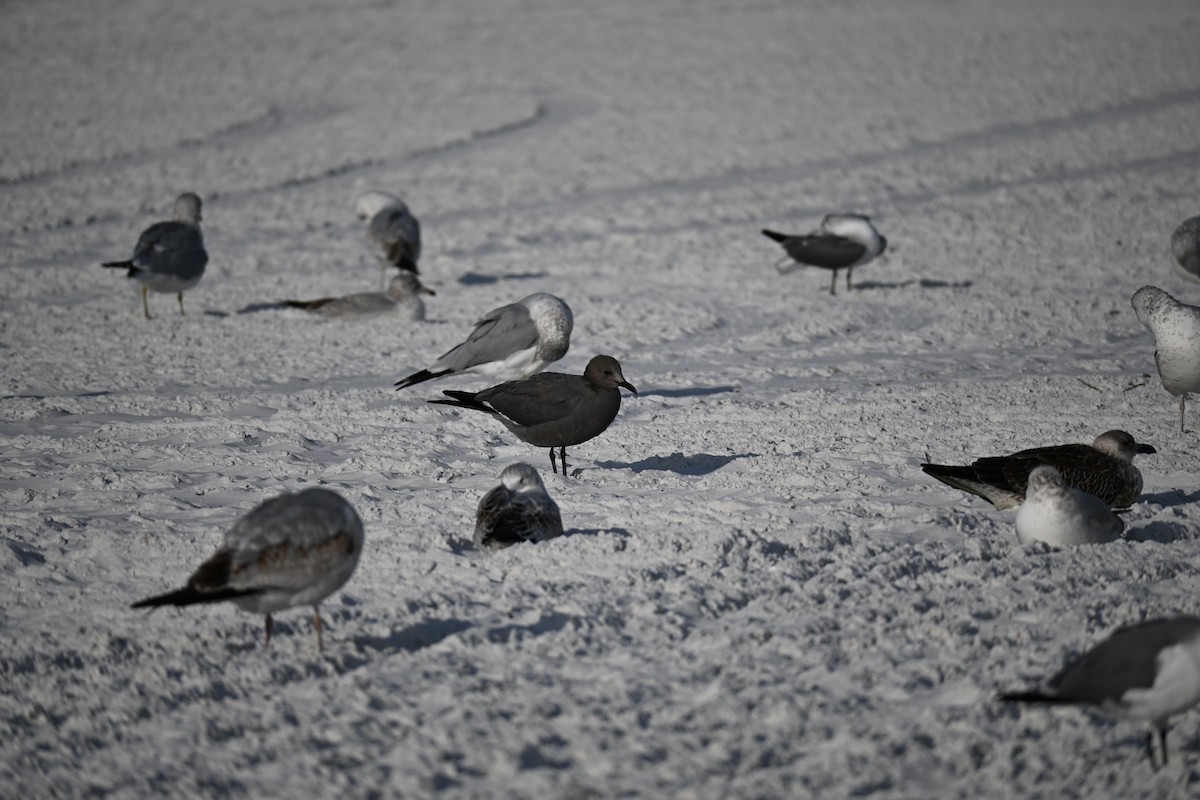 racek tmavý - ML647131661