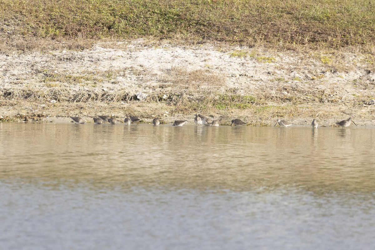 Long-billed Dowitcher - ML647131662