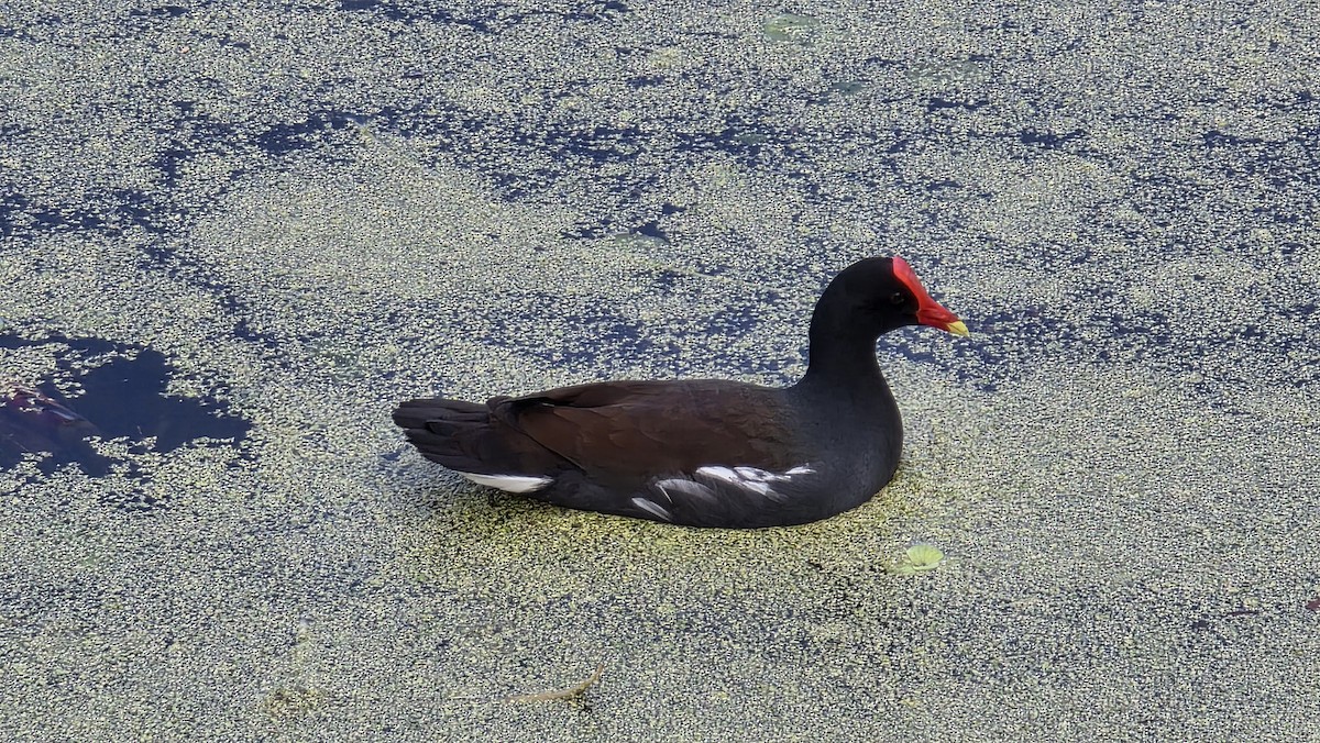 Uroilo amerikarra - ML647131663