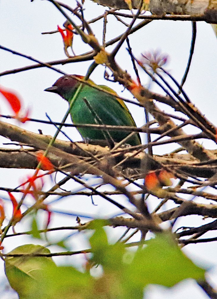 Bay-headed Tanager - ML647131666