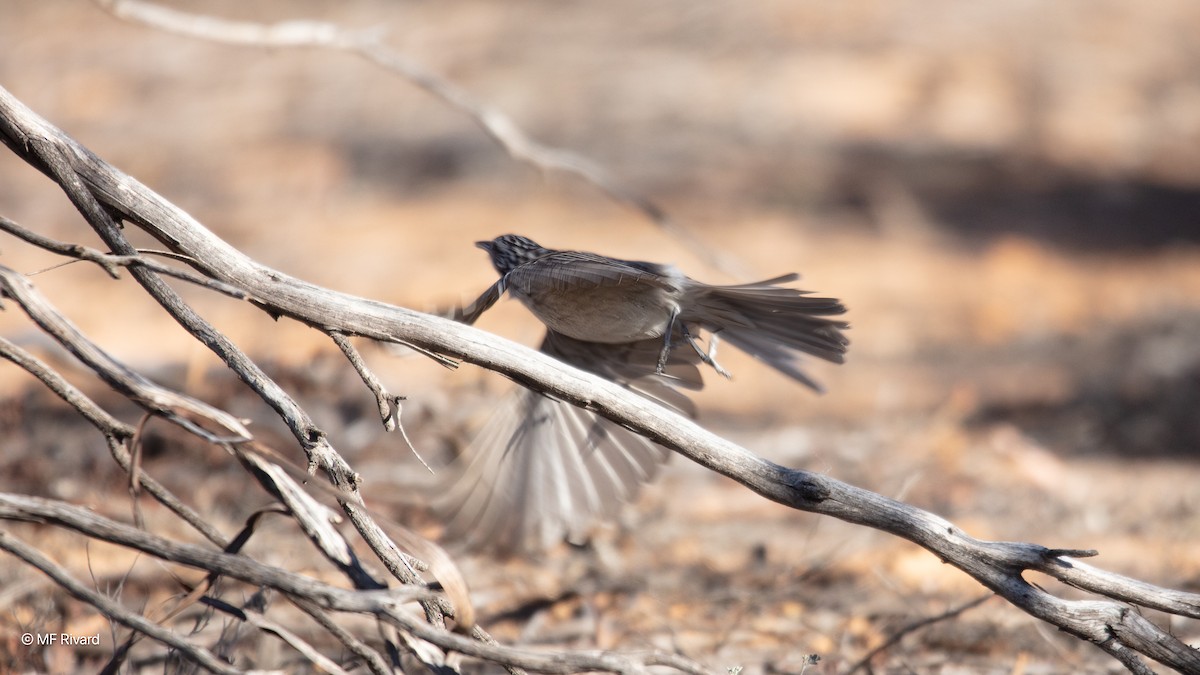 medosavka čárkovaná - ML647131673