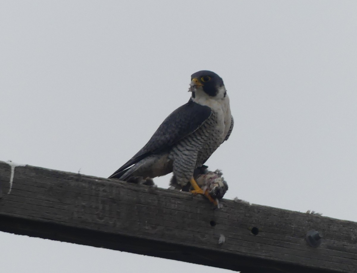 Peregrine Falcon - ML647131674