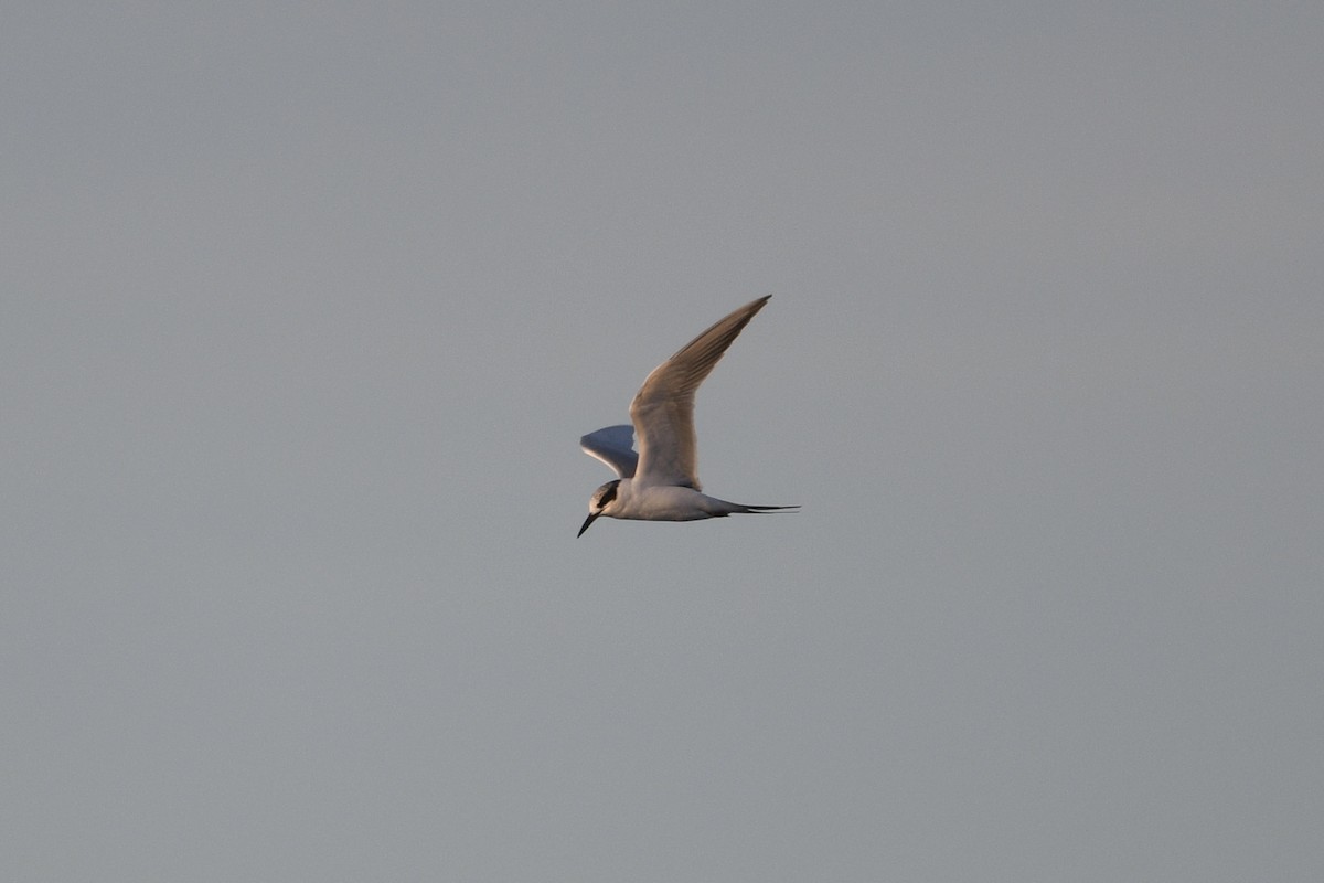 メリケンアジサシ - ML647131676