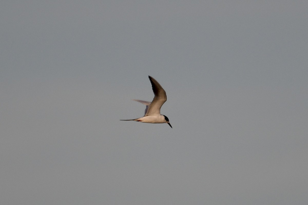 メリケンアジサシ - ML647131677