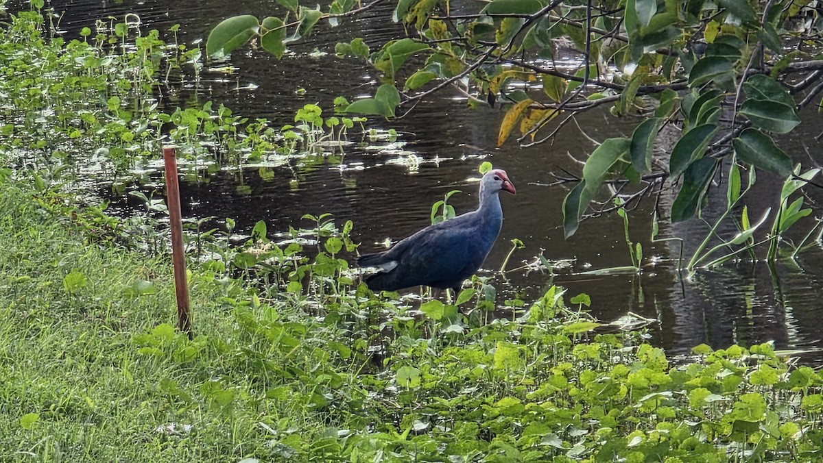 slípka šedohlavá - ML647131681