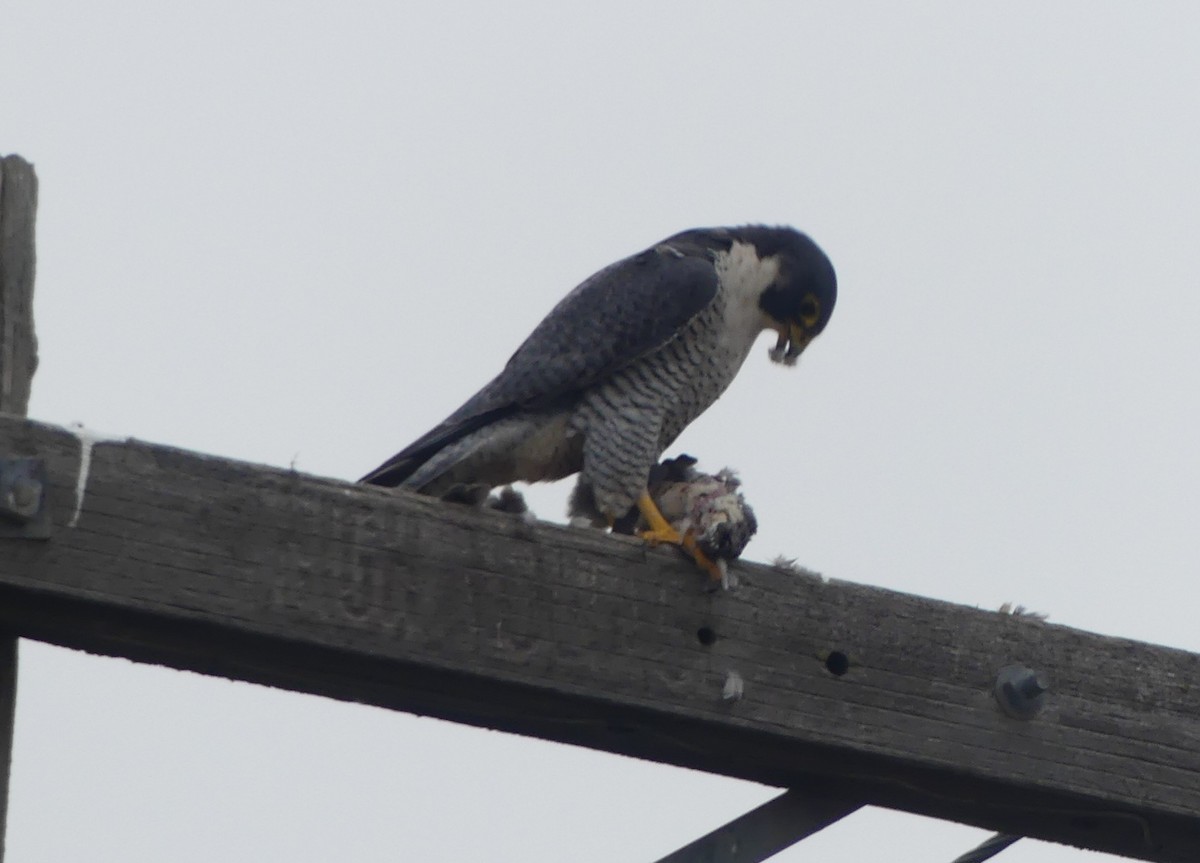 Peregrine Falcon - ML647131682