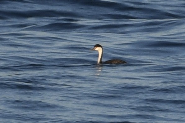 Clark's Grebe - ML647131683