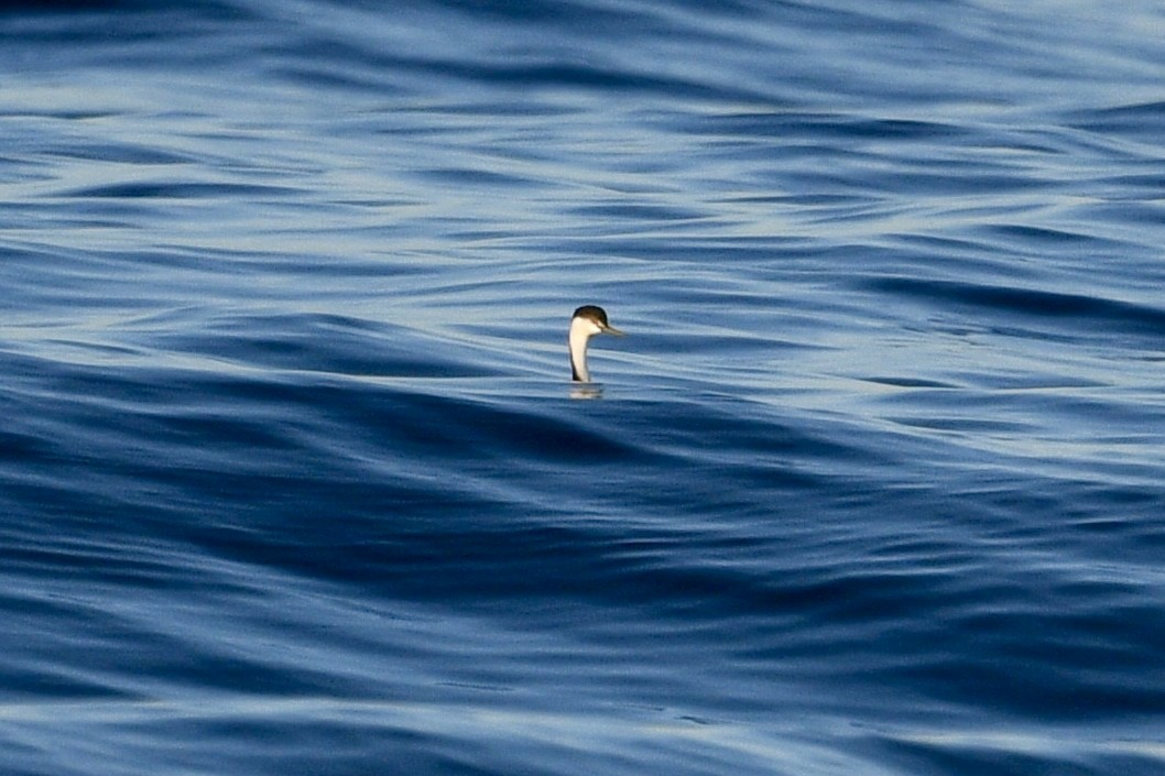Clark's Grebe - ML647131684