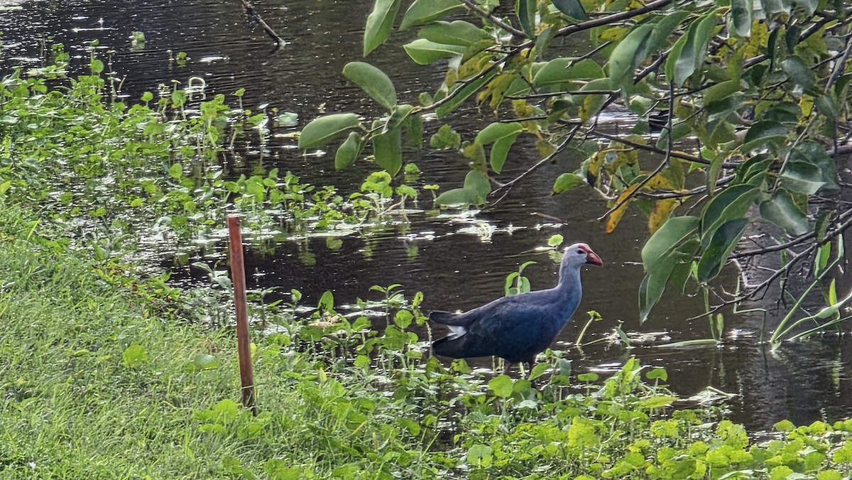 slípka šedohlavá - ML647131685