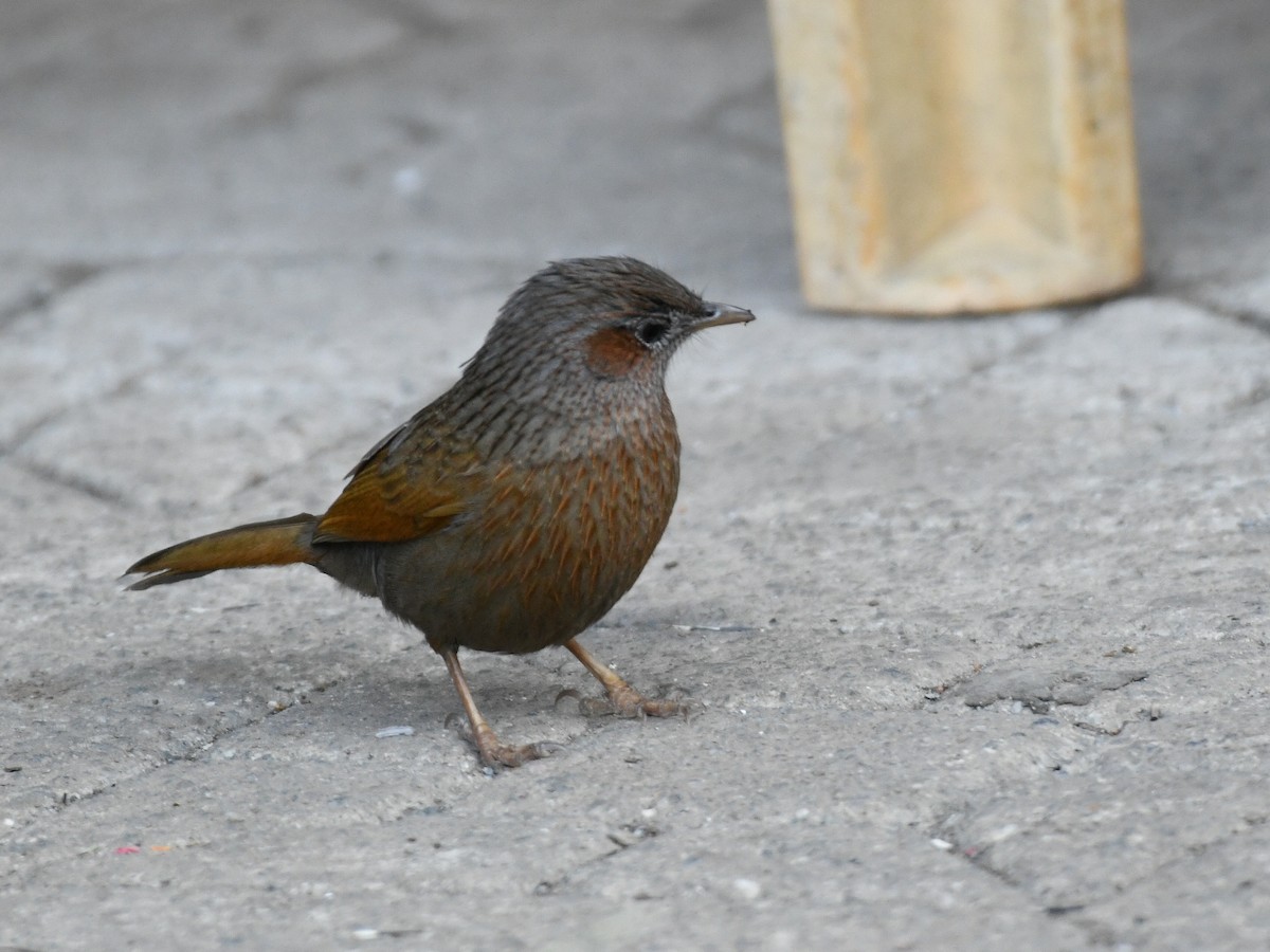 Streaked Laughingthrush - ML647131688
