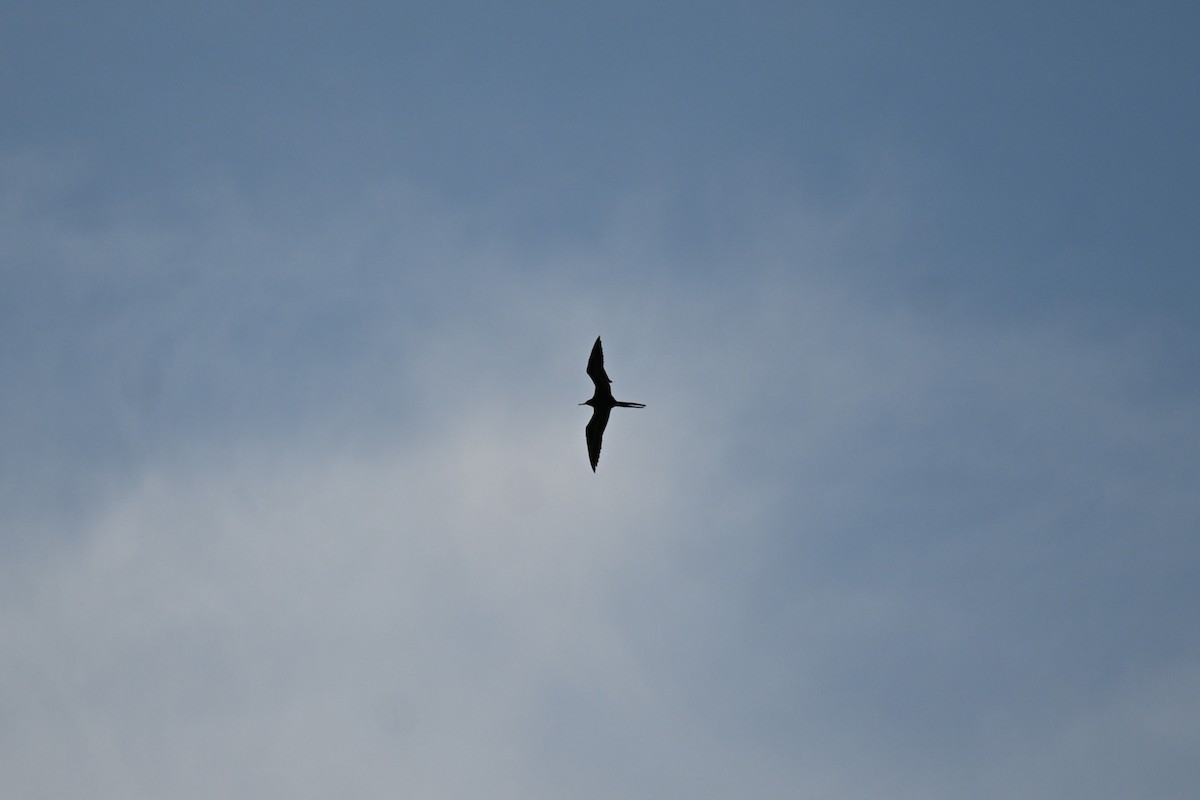 Magnificent Frigatebird - ML647131690