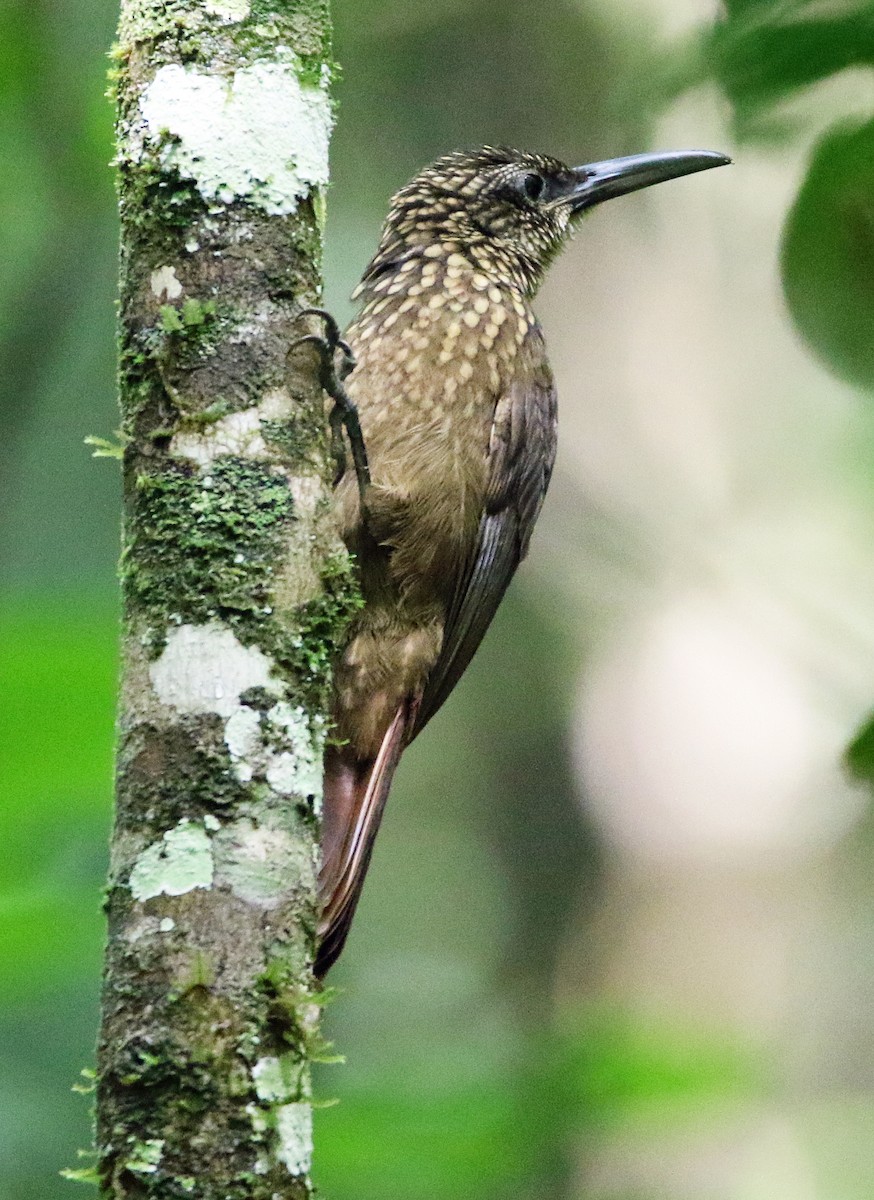 Cocoa Woodcreeper - ML647131697