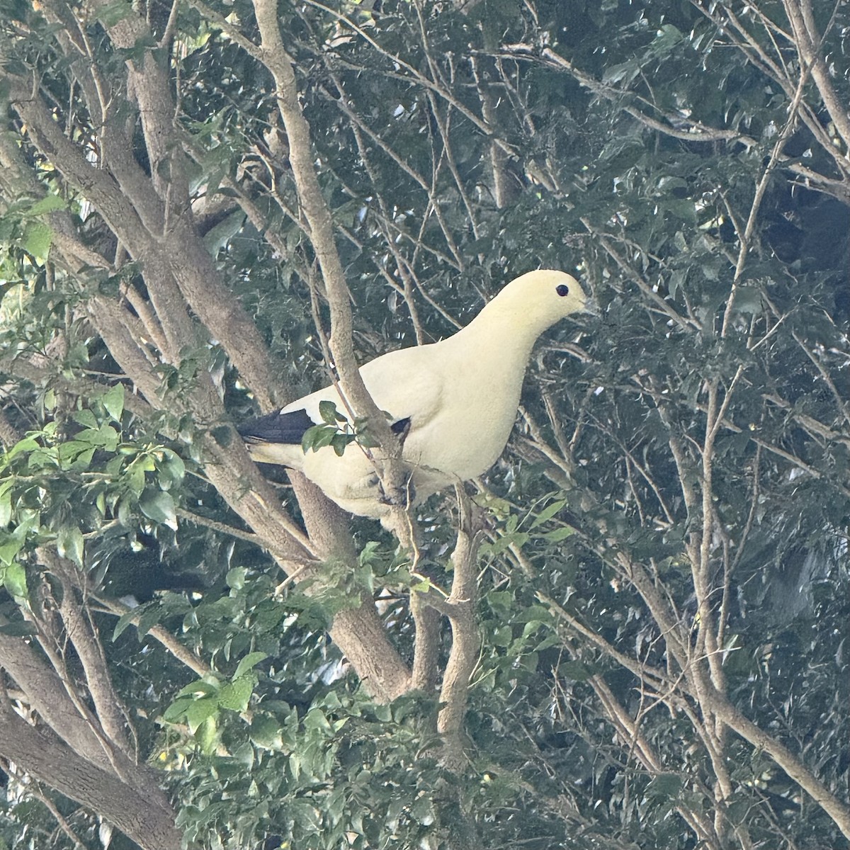 Pied Imperial-Pigeon - ML647131701