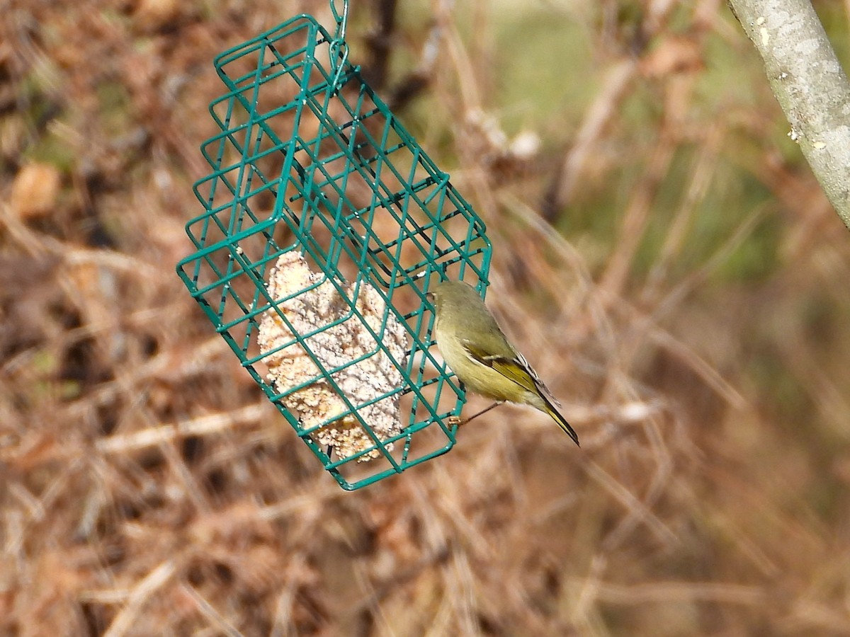 Ruby-crowned Kinglet - ML647131714