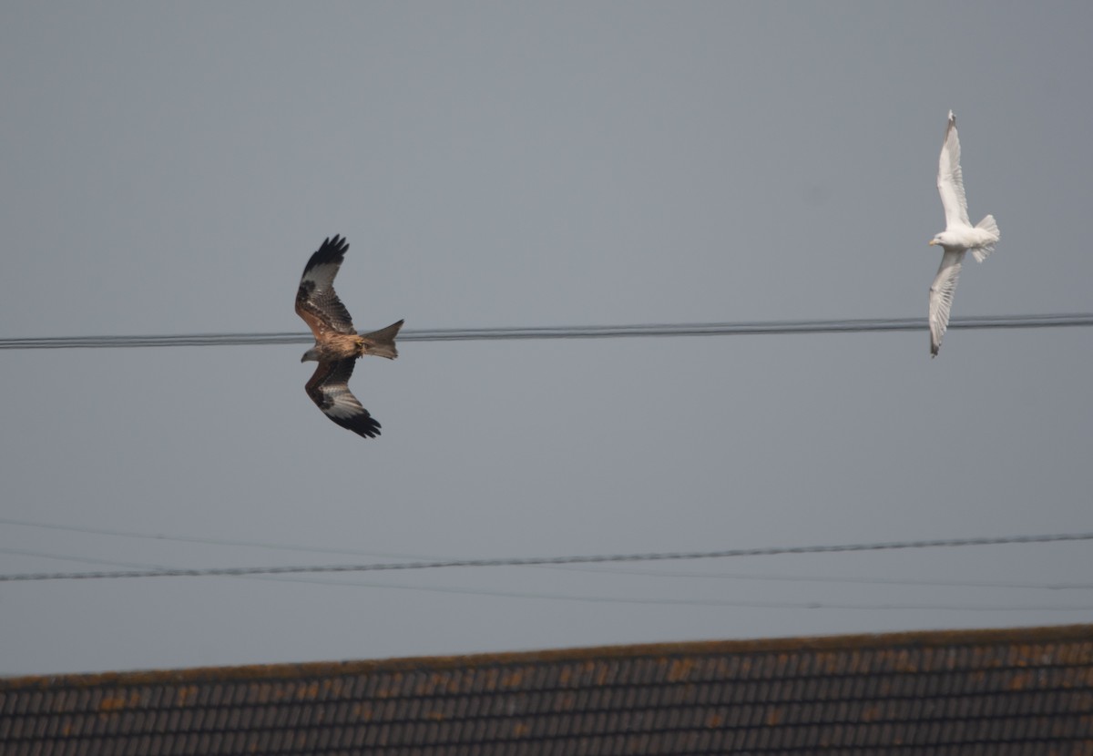 Red Kite - ML647131720