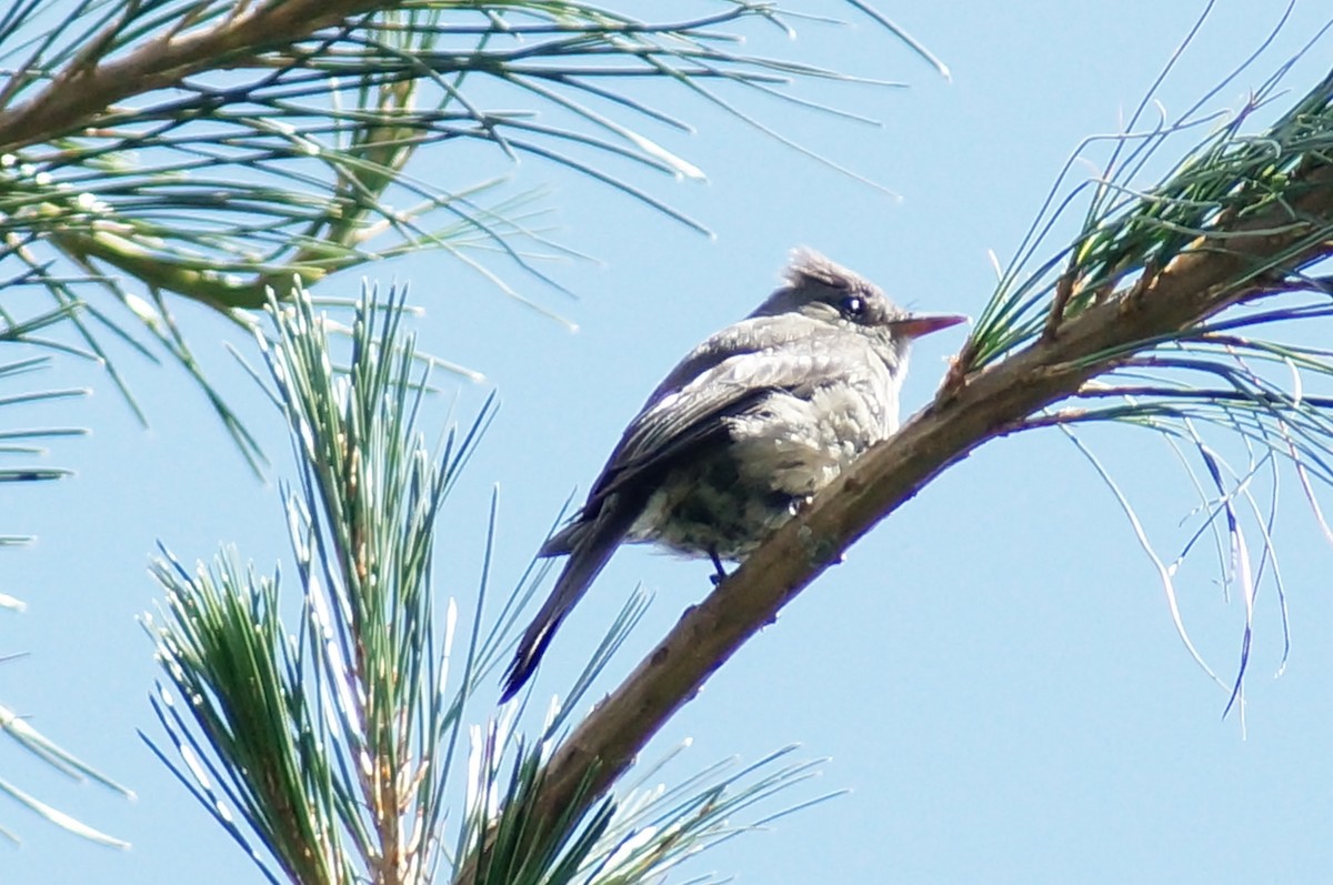 Greater Pewee - ML647131722