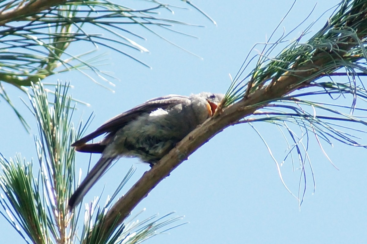 Greater Pewee - ML647131724