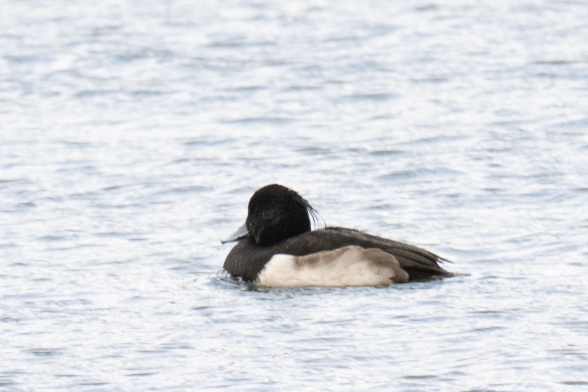 Tufted Duck - ML647131727