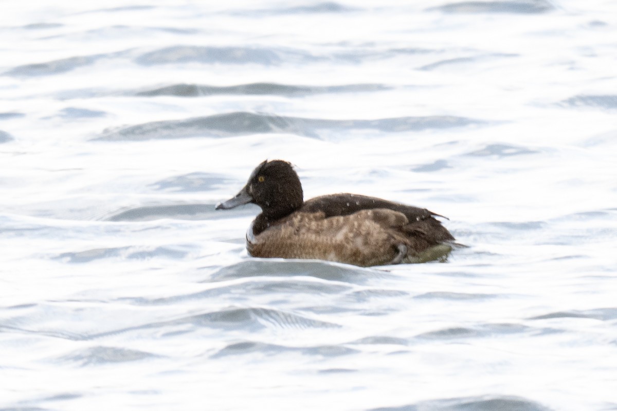 Tufted Duck - ML647131728